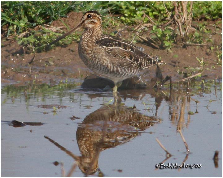 Wilson Snipe