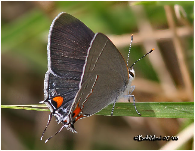 Gray Hairstreak