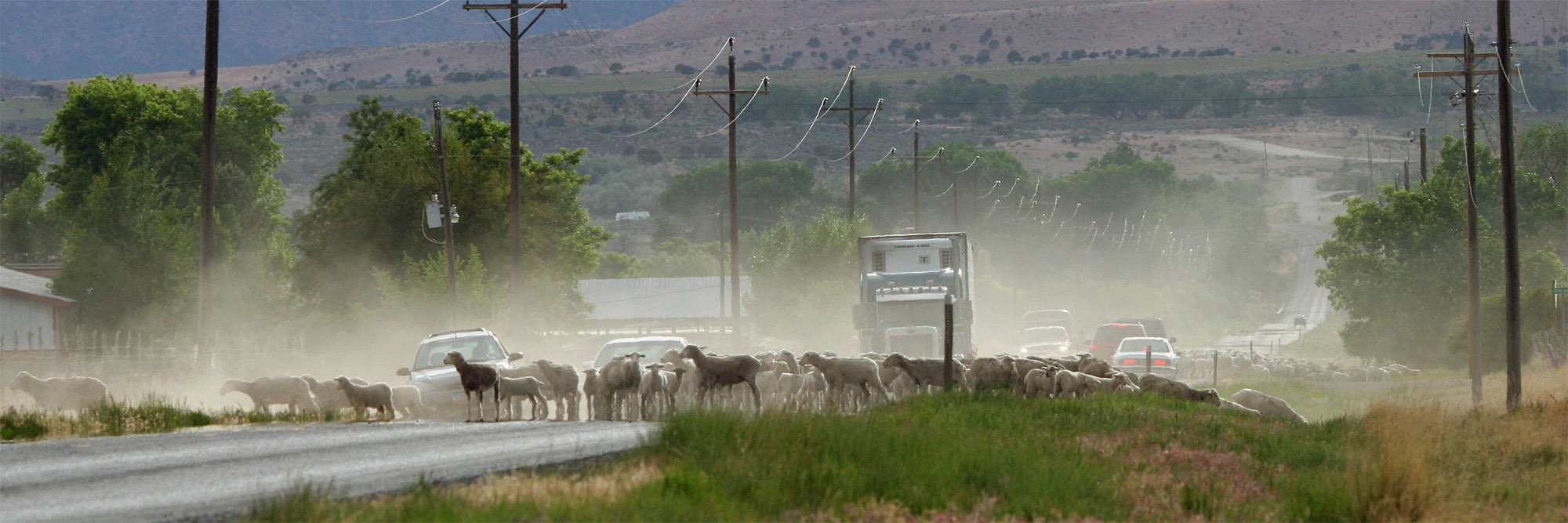 sheep-road_2.jpg