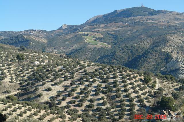 olive orchards