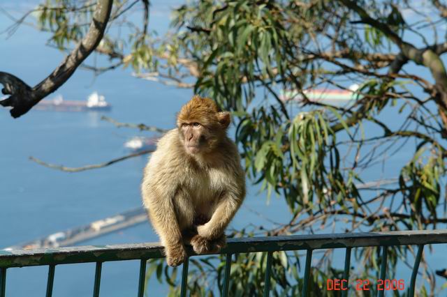 wild monkeys