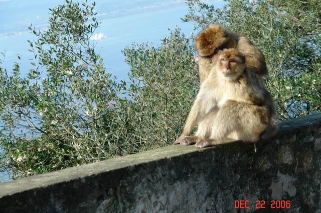wild monkeys