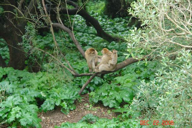 wild monkeys