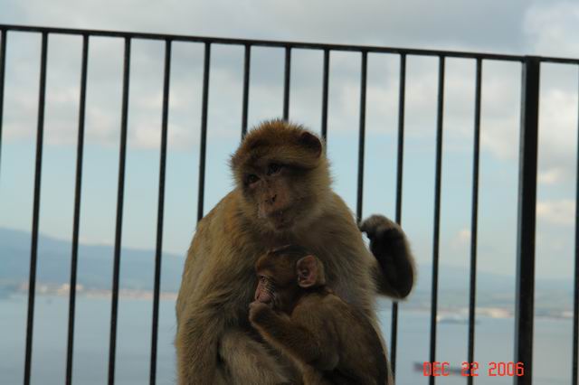 wild monkeys
