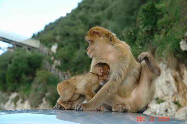 wild monkeys