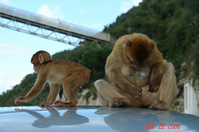 wild monkeys