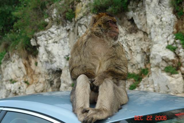 wild monkeys
