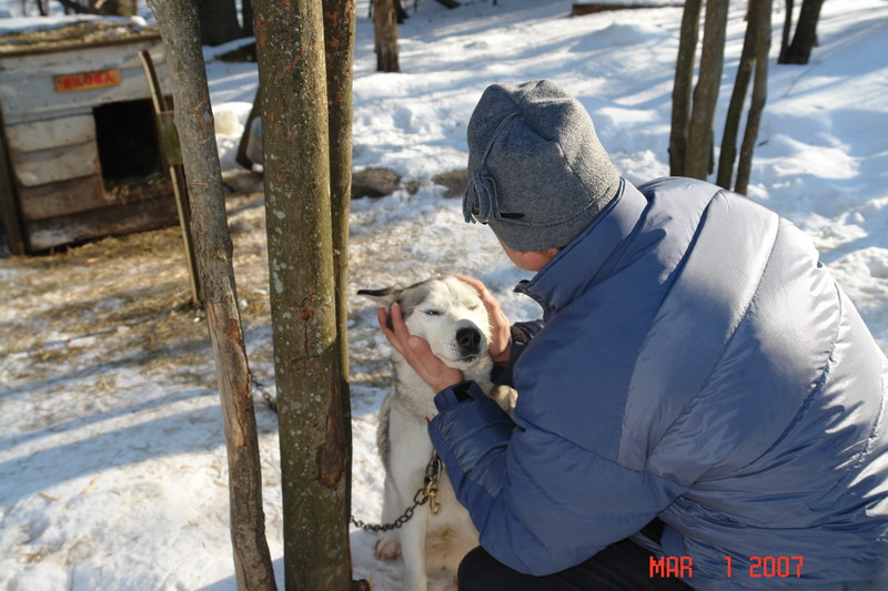 dog sledding with yves