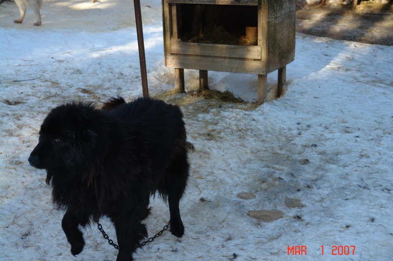 dog sledding with yves