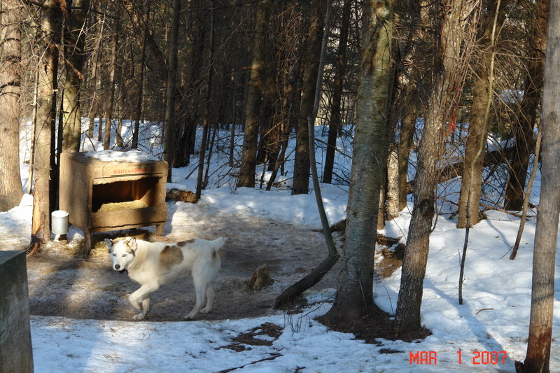 dog sledding with yves