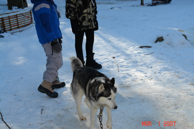 dog sledding with yves