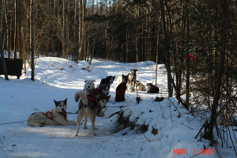 dog sledding with yves