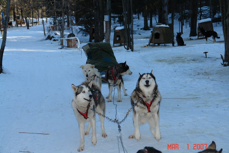 dog sledding with yves