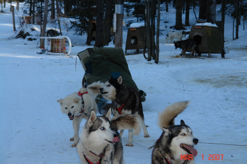 dog sledding with yves