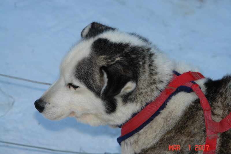 dog sledding with yves