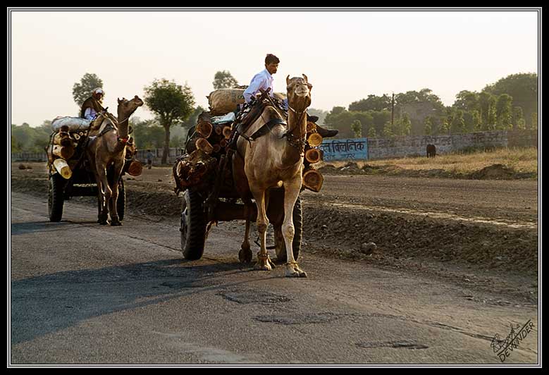 Camel Carts 5269