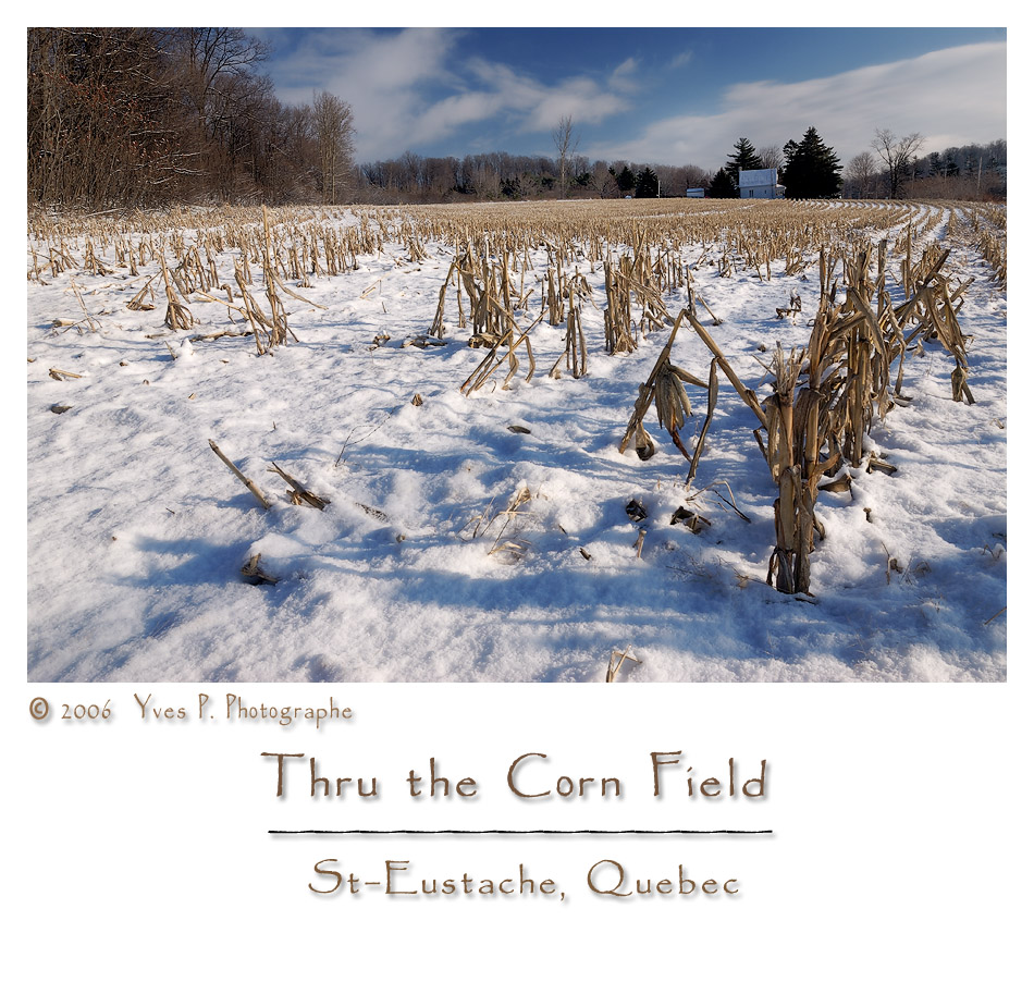 Thru the Corn Field