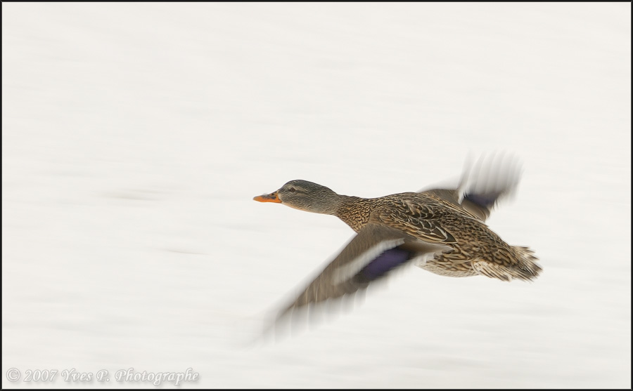 In flight ...