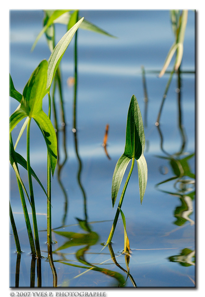 Frog Habitat ...