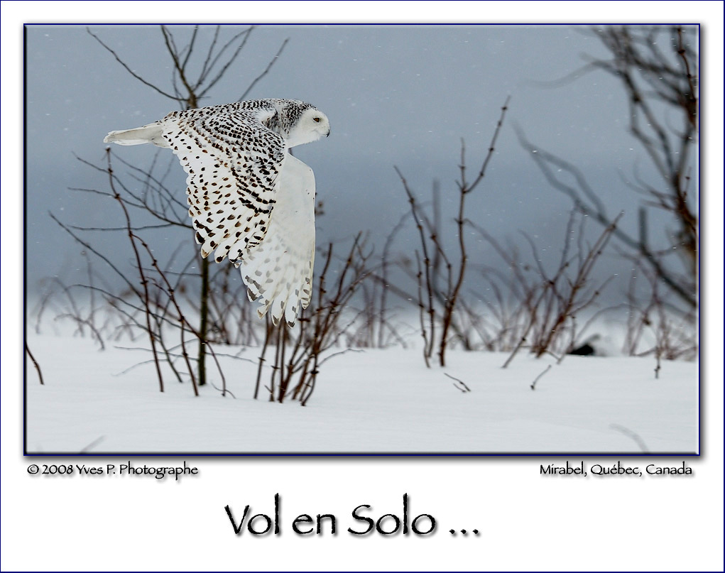Solo ...