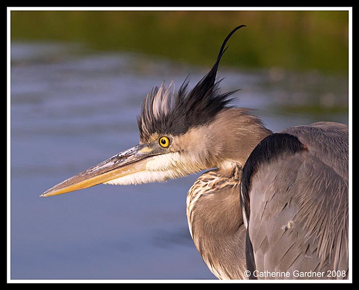 GBH