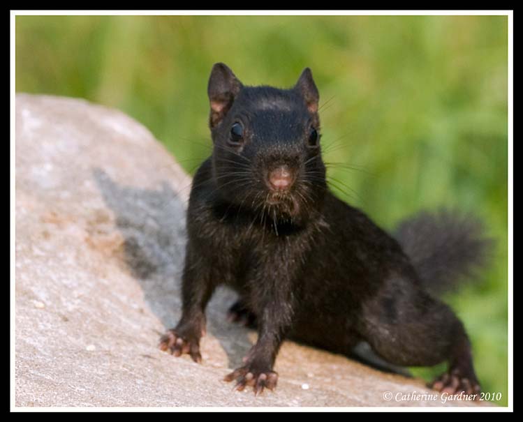 Black Eastern Chipmunk