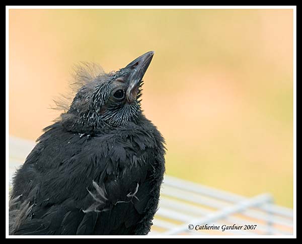 Rescued Baby Grackle