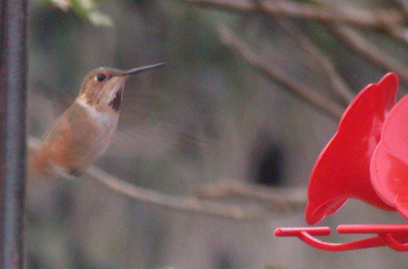 Rufous Hummingbird