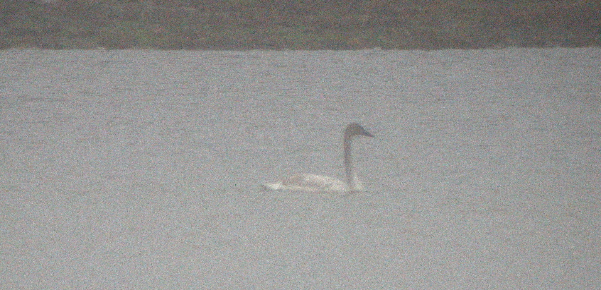 Tundra Swan