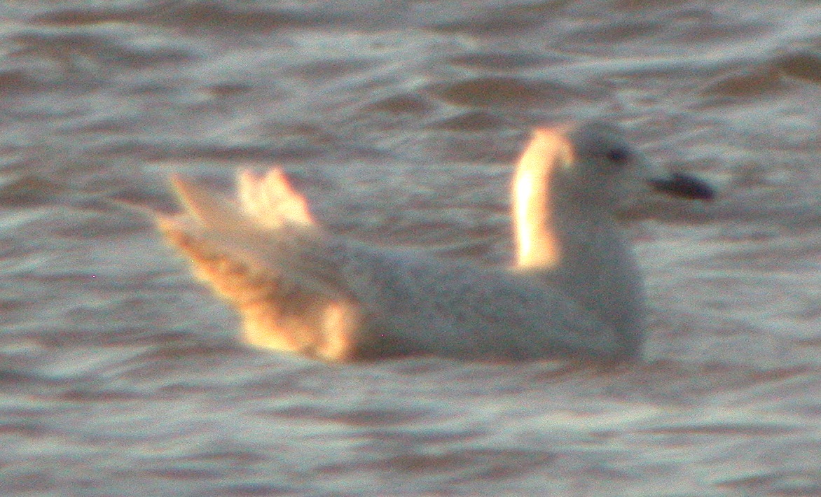 Iceland Gull