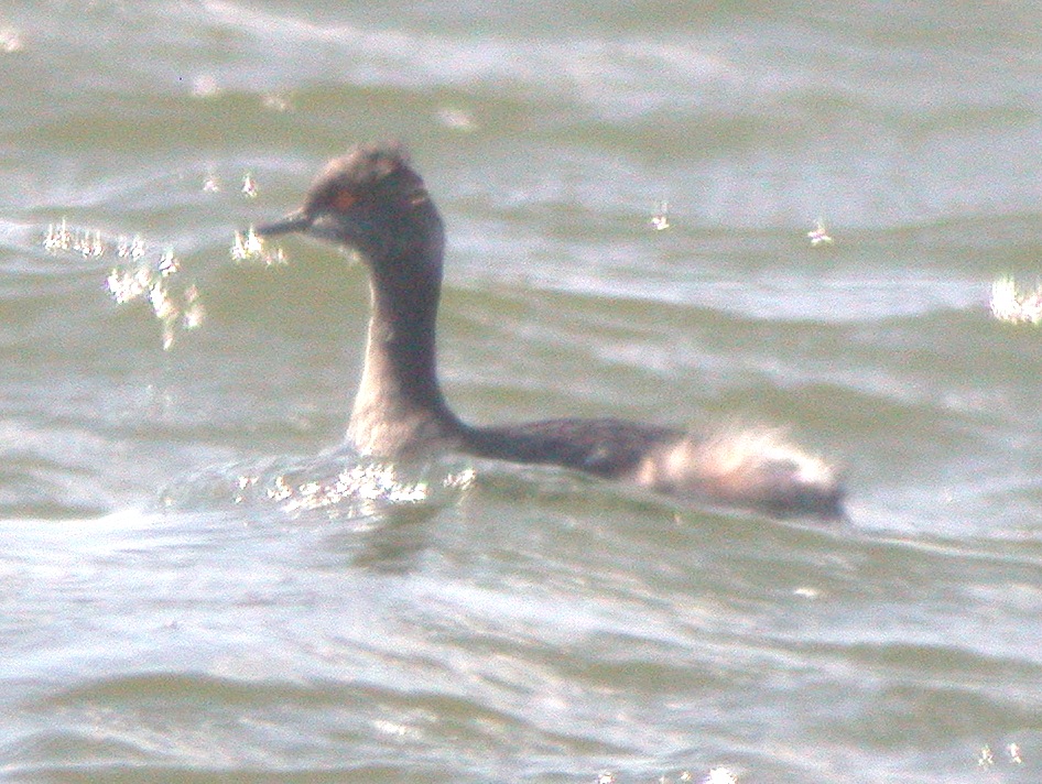 Eared Grebe