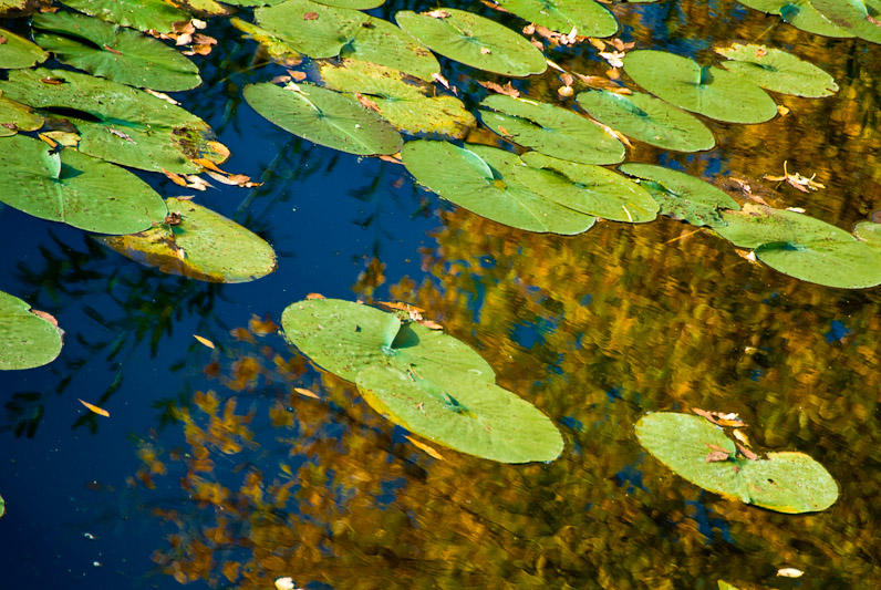 Lily Pad Autumn  ~  October 1