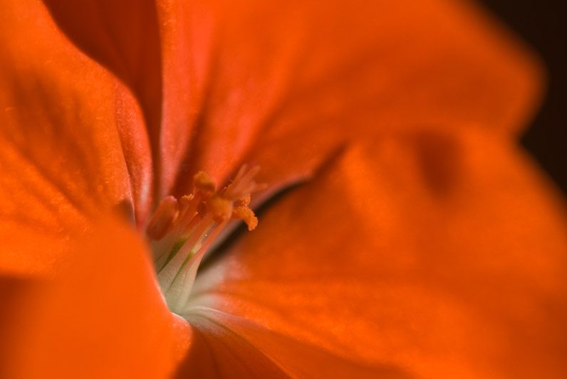 Red Geranium Macro  ~  December 1