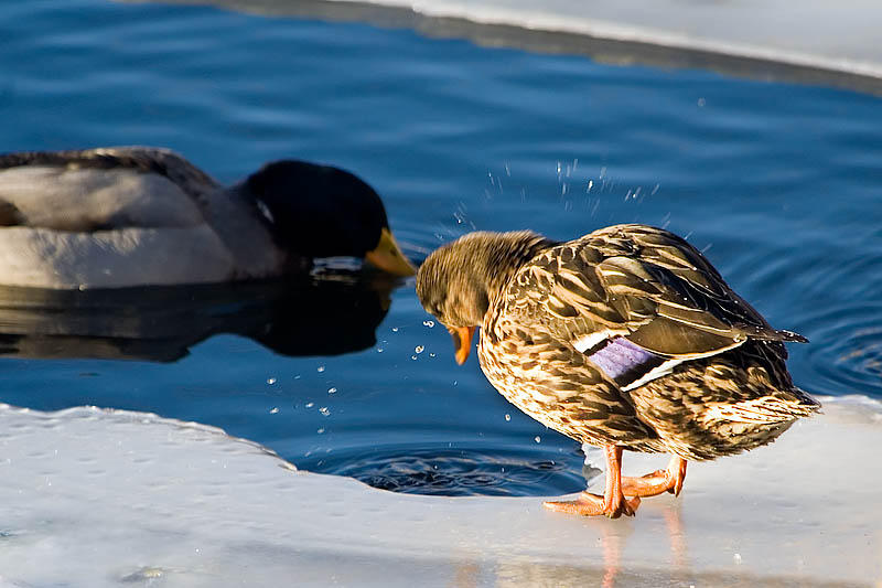 Like Water Off a Ducks Back  [8]