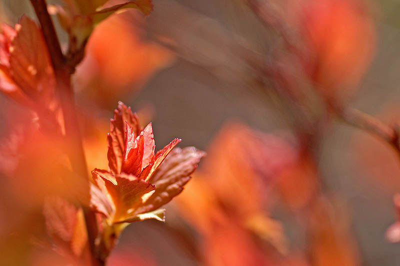Spirea  ~  April 27  [25]