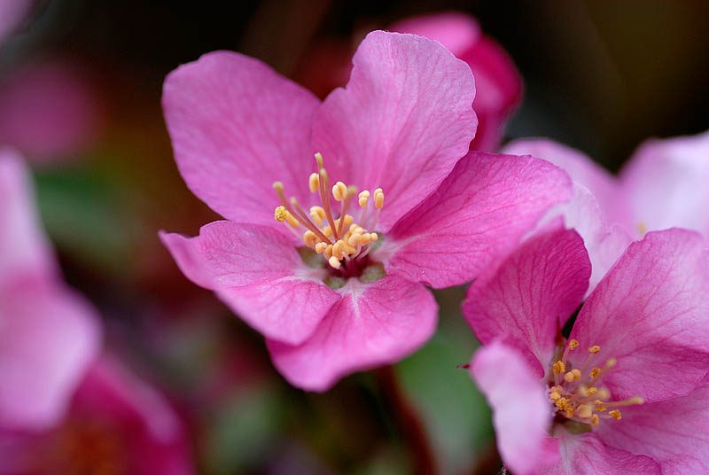 Flowering Tree  ~  May 7  [22]