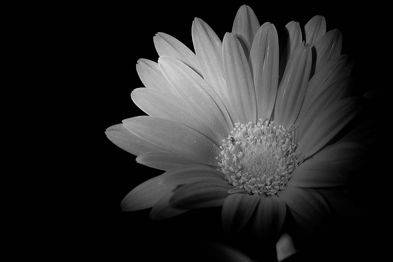 Night Daisy  ~  May 11  [19]