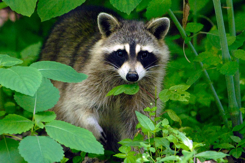 Bandit in the Woods  ~  June 6  [20]