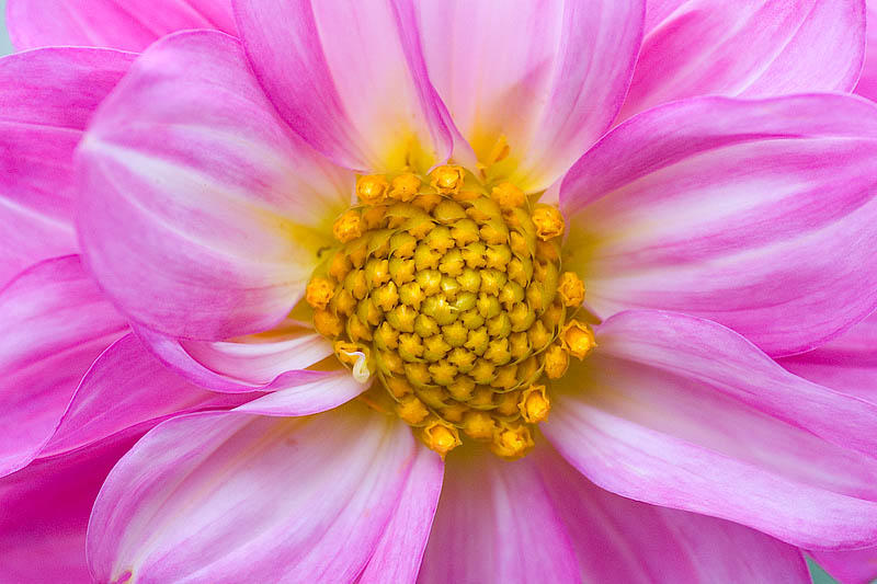 Flower Detail  ~  October 11  [20]