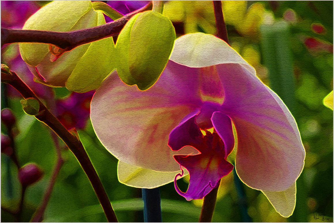 Orchids09.jpg