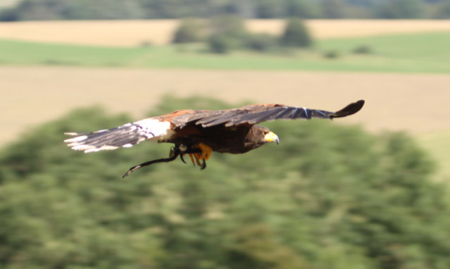 Adler und Wolfspark Kasselburg