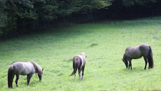 Adler und Wolfspark Kasselburg
