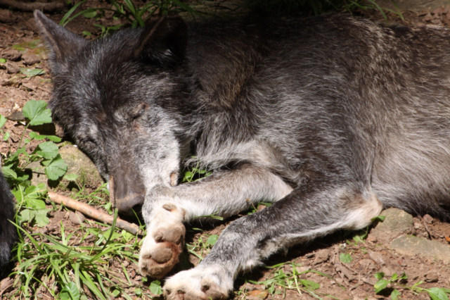 Adler und Wolfspark Kasselburg