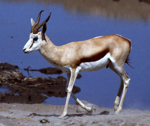 Etosha