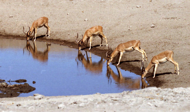 Etosha (2)