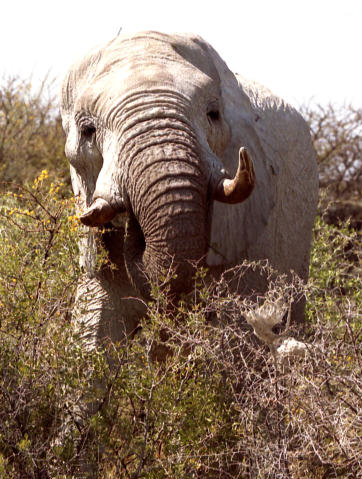 Etosha