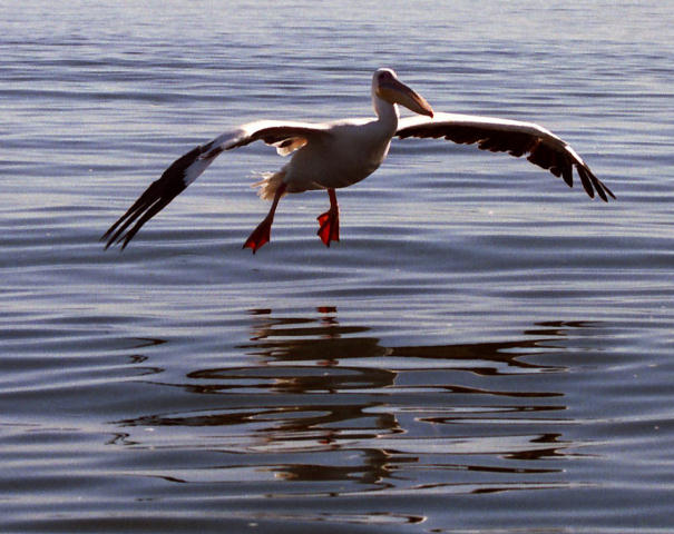 Walvis Bay