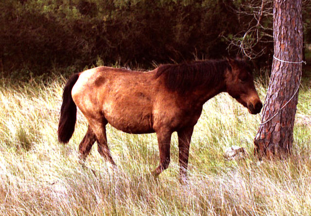 Coto Donana National Park