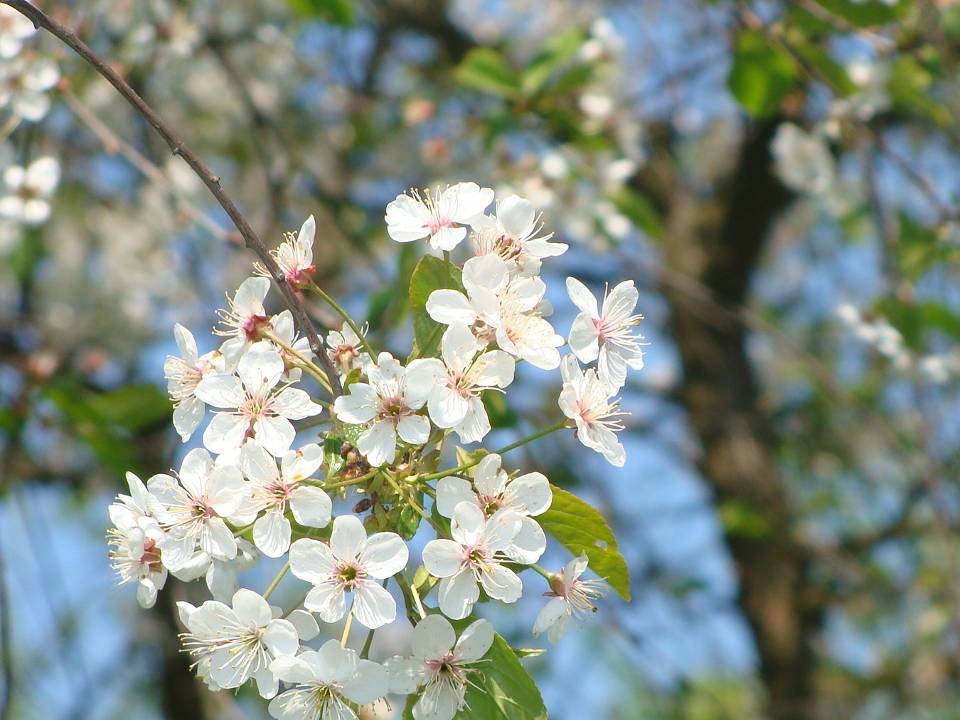 Sinfona en Blanco