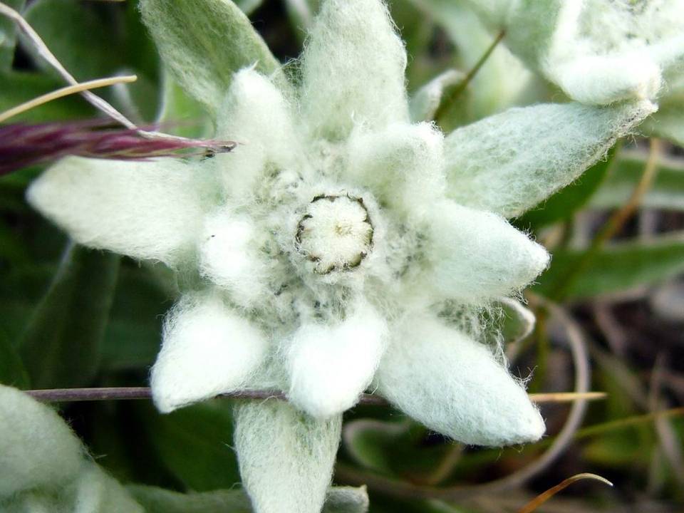 Sinfona en Blanco